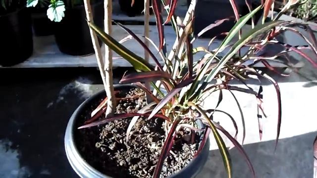 Croton Zanzibar - Codiaeum Variegatum