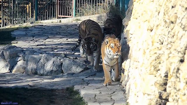 Тигры пошли на встречу и я решил свалить...))))) смотреть онлайн