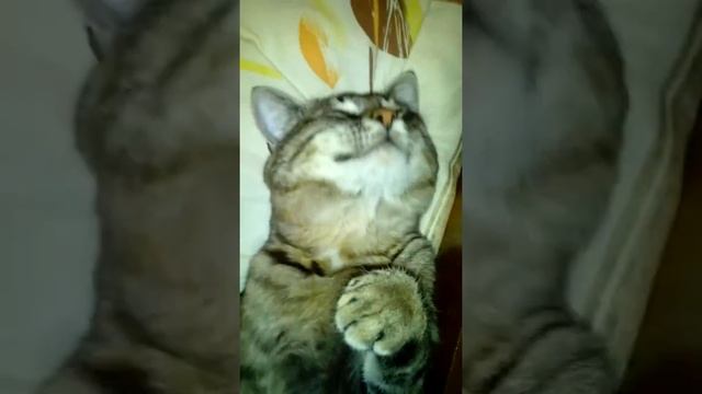 Кот солдатик!) смотреть онлайн