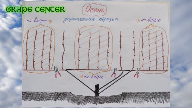 Обрезка молодого куста винограда для "чайников". Pruning a young grape bush for "dummies" смотреть онлайн