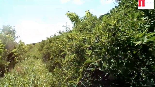 Влог: Сбор жимолости в плодопитомнике г.Новоалтайск смотреть онлайн