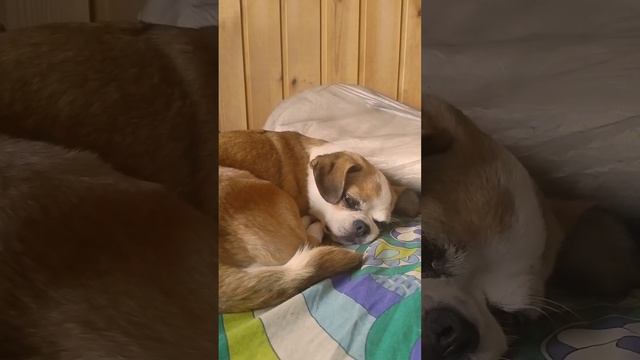 Сладкий сон совсем не сладкий 20240818