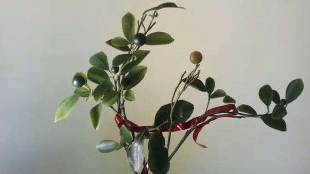 Перший цитрус для початківця.Мій перший цитрус🍊🍋 смотреть онлайн