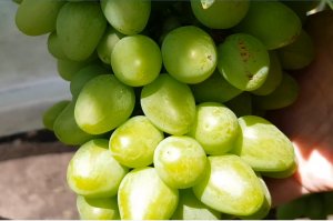 Виноград Монарх. Как бороться с осыпанием завязи.