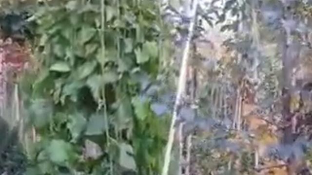 шелковица плакучая смотреть онлайн
