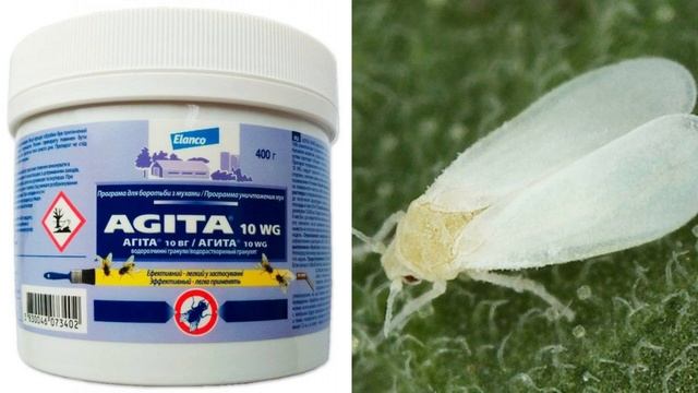 БЕЛОКРЫЛКА. Обработайте этим теплицу осенью и белокрылка исчезнет! смотреть онлайн