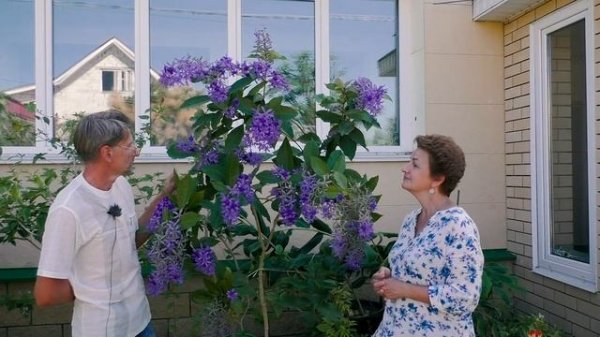 Такой лианы вы еще не видели