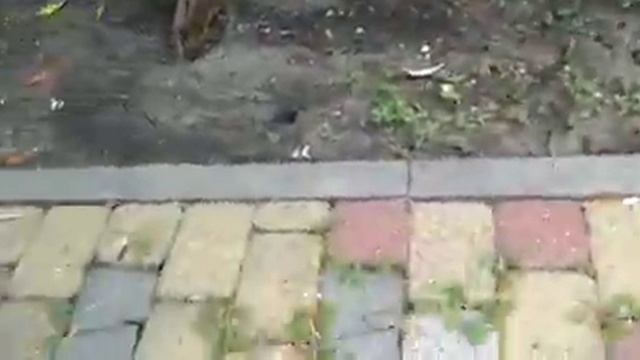 Колибри в Краснодарском крае , Кабардинка 30.07.2019 смотреть онлайн