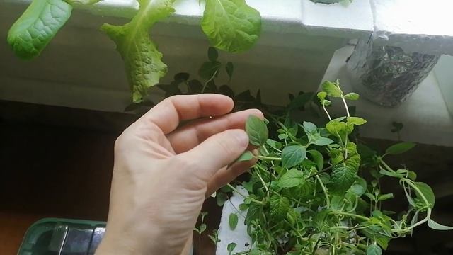 Салаты с Ростбифом