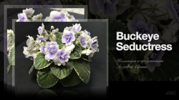 Buckeye Seductress. Презентация