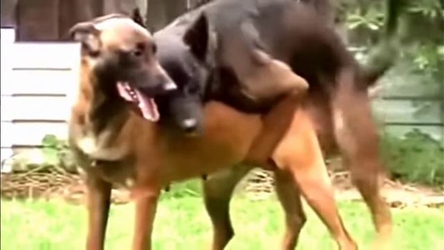 Спаривание собак