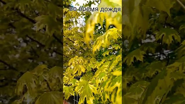 Клён- "ДРУММОНДИ"-украшение сада. смотреть онлайн