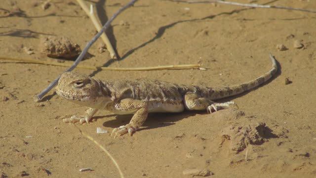 Ящерица. Круглоголовка-вертихвостка ( Phrynocephalus guttatus ) смотреть онлайн