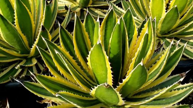agave lophantha quadricolor, Exotic Color Agave, dwarf Agave смотреть онлайн