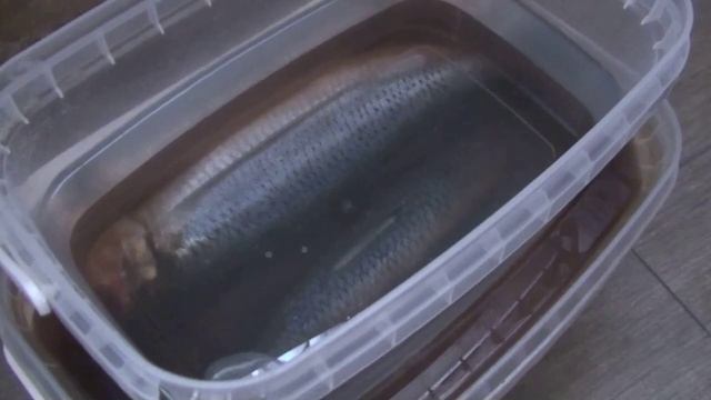 СЕЛЬДЬ малосольная в рассоле классика посола Солим сами. Вкуснотище 2019 смотреть онлайн