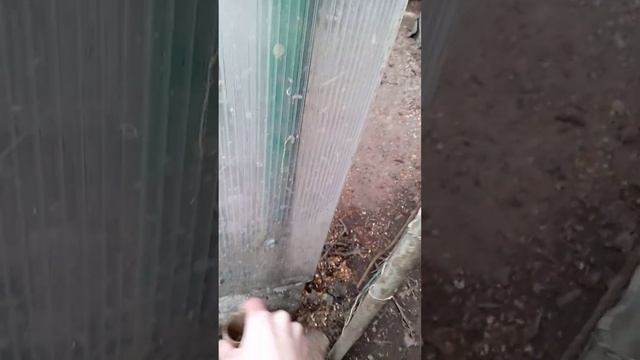 Вечер приближается , пошлите к курочкам проверим яйца . Еще + 1 голубое яйцо. смотреть онлайн