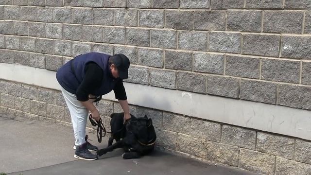 Дрессировка и коррекция агрессивной собаки: жестокость или необходимость смотреть онлайн