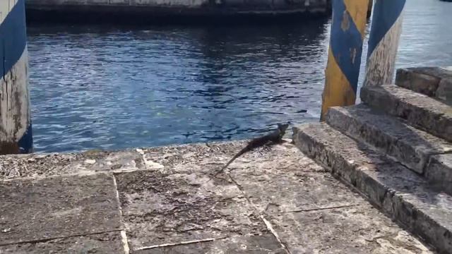 США. Biscayne Bay/Бискайский залив смотреть онлайн