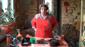 Камелия . Почему Трудно Растить Камелию И Что С Этим Делать?