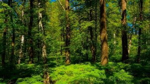 Лечебное пение птиц. Щебет лесных птиц