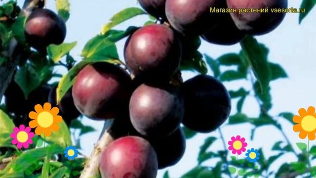 Алыча гибридная Глобус. Краткий обзор, описание характеристик рrunus rossca Globus смотреть онлайн