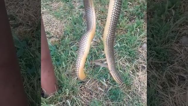 Мертвые змеи смотреть онлайн