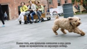 Как отучить щенка скулить по ночам?