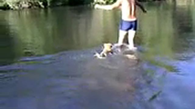 Моя собака купается на даче смотреть онлайн