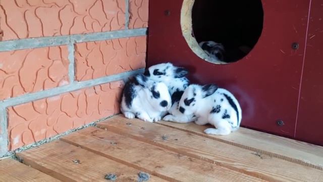 Дни сельские наши. смотреть онлайн