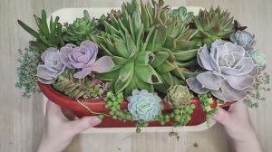 Снова разбираю композицию из суккулентов, которой уже больше двух лет.