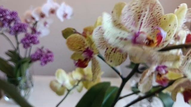 Закуклились корни орхидеи . Почему ?/ The roots of the orchid do not grow. Why ? смотреть онлайн
