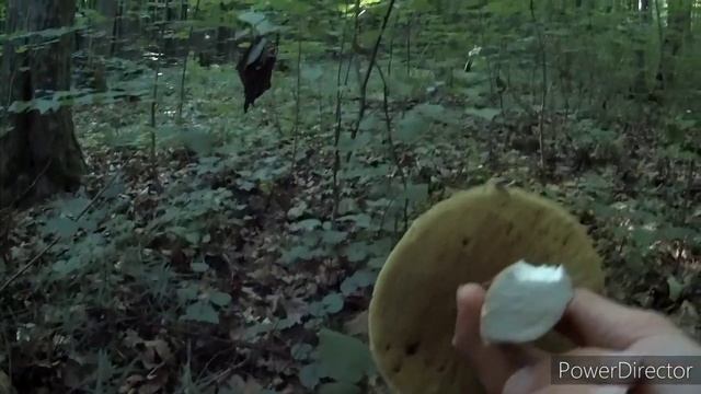 Грибы в лесу смотреть онлайн