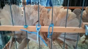 Голуби ПАВЛИНЫ. | Порода декоративных голубей