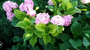 Хлороз гортензии, как быстро приготовить хелат железа...