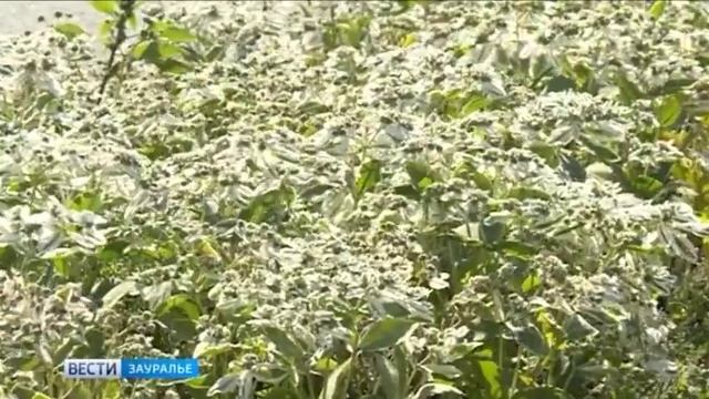 Радио Частоозерья смотреть онлайн