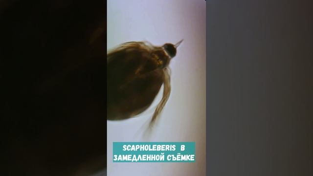 Ветвистоусый из пруда смотреть онлайн