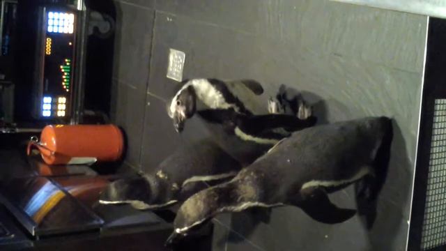 пингвины в контактном зоопарке - 8(965)380-13-11, Москва смотреть онлайн