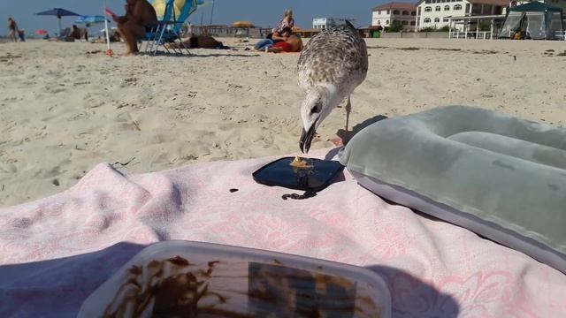 Чайка ест мороженное смотреть онлайн