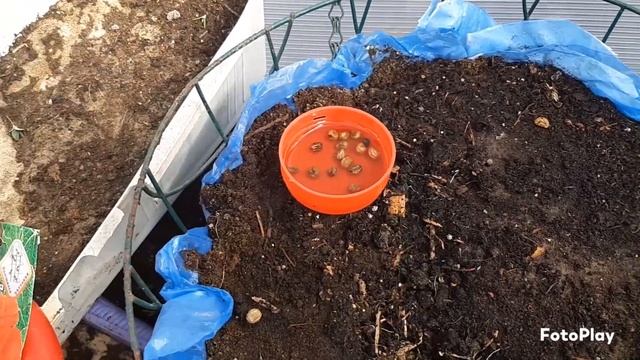 Посадка настурции