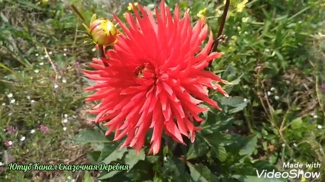 Георгина Таум Саук / Dahlia Taum Sauk смотреть онлайн