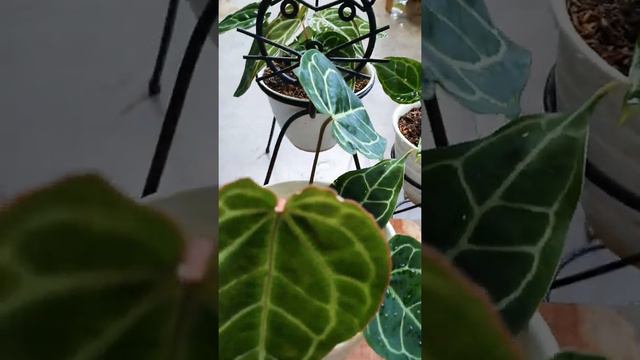 Kuping Gajah Mini/Anthurium Crystalinum Plant смотреть онлайн