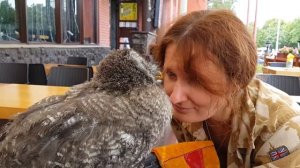 Совёнок бородатой неясыти Ори общается и пытается меня съесть