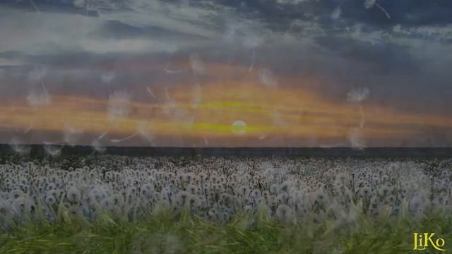 Проект для ProShow Producer - Одуванчики | Dandelions | Free project ProShow Producer смотреть онлайн