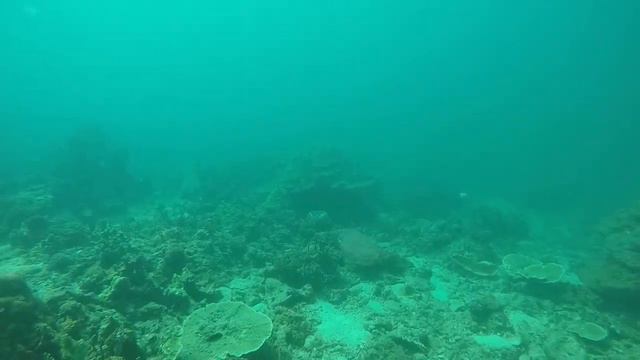 Фараонова каракатица - Pharaoh Cuttlefish смотреть онлайн