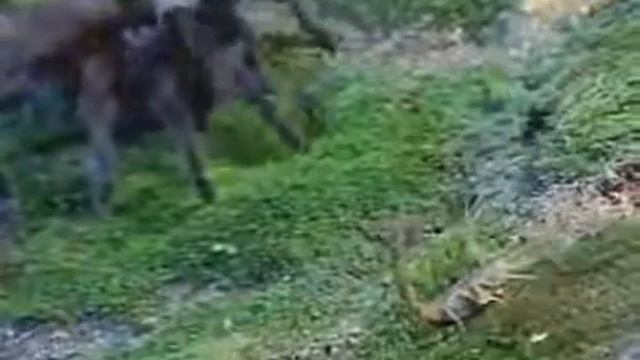 Экспериментатор Тарантул против скорпиона смотреть онлайн