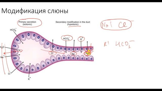Физиология. Глава 7. Пищеварительный тракт. Слюнные железы смотреть онлайн