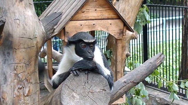 Мартышка диана - Cercopithecus diana смотреть онлайн