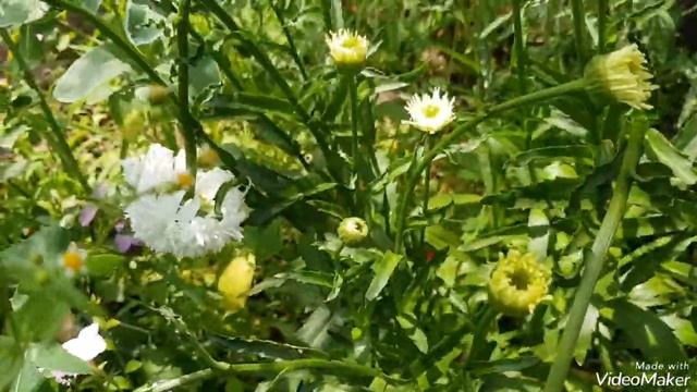 Ромашка махровая, нивяник, Fiona (Фиона) #ромашка#ромашкаФиона#Fiona#ромашкамахровая