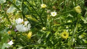 Ромашка махровая, нивяник, Fiona (Фиона) #ромашка#ромашкаФиона#Fiona#ромашкамахровая