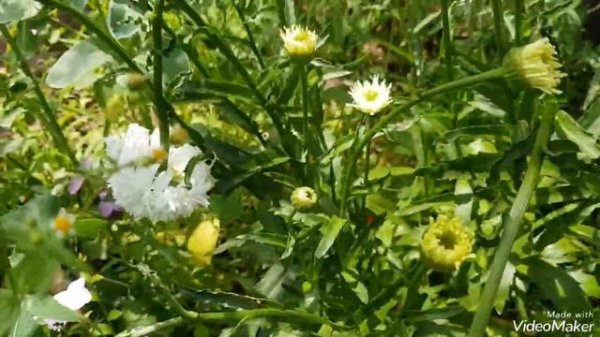 Ромашка махровая, нивяник, Fiona (Фиона) #ромашка#ромашкаФиона#Fiona#ромашкамахровая